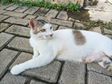 Rahatlamış bir kedi, taştan bir yolda güneşleniyor, dışarıdaki sükunetin tadını çıkarıyor..