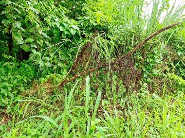 Yeşilliklerle çevrili düşen bir dal bu gelişen tropikal ekosistemde çürüme ve yenilenme döngüsünü sembolize eder..