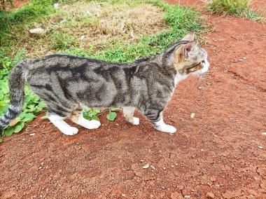 Güzel bir tekir kedi dimdik duruyor, çarpıcı kürkünü ve zarif duruşunu yeşil topraklarla çevrili canlı kırmızı bir yolda sergiliyor..