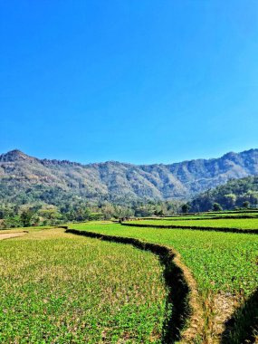 A serene landscape showcasing lush green fields under a bright blue sky, surrounded by majestic mountainsnature's peaceful masterpiece. clipart