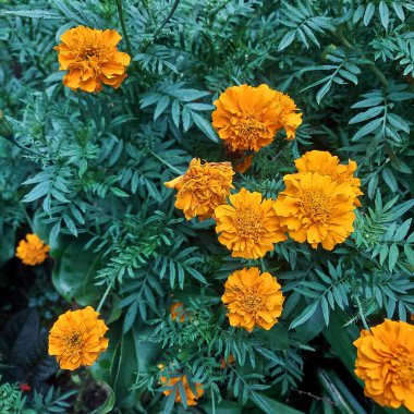 Parlak kadife çiçekleri tam çiçek, zengin yeşil yapraklar ile çevrili, bu canlı bahçe sahnesine neşeli bir renk ve güzellik patlaması ekleyin.