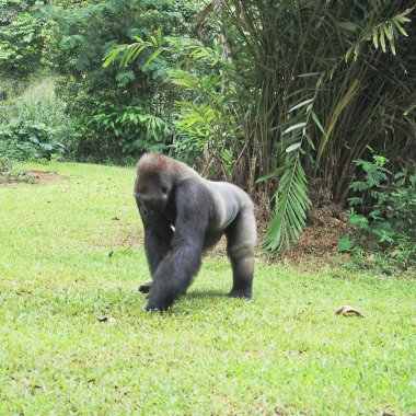 Görkemli bir goril, yoğun tropikal bitki örtüsüyle çevrili yemyeşil bir arazide güven içinde adımlar atar..