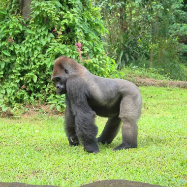 A striking silverback gorilla stands tall amidst vibrant greenery, showcasing its powerful presence and connection to the wild jungle environment. clipart