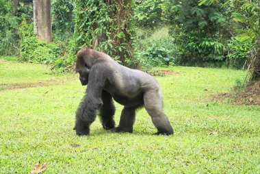 Çarpıcı bir gümüş sırtlı goril canlı yeşil yaprakların arasında dimdik duruyor, vahşi doğadaki görkemli ve güçlü varlığını sergiliyor..