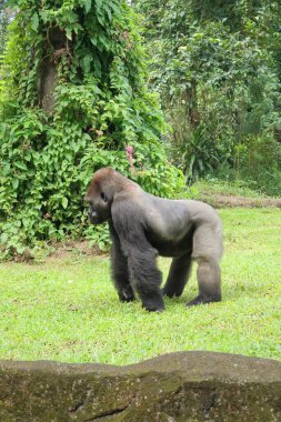 Görkemli bir gümüş sırtlı goril, yemyeşil alanda güvenli adımlarla yürür. Doğal orman ortamında güç ve zarafeti somutlaştırır..