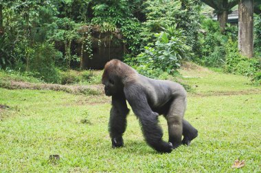 Görkemli bir gümüş sırtlı goril verimli, yeşil orman ortamında zarifçe dolaşır vahşi doğanın gücünü ve güzelliğini somutlaştırır..