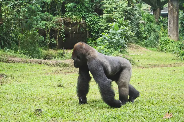 Görkemli bir gümüş sırtlı goril verimli, yeşil orman ortamında zarifçe dolaşır vahşi doğanın gücünü ve güzelliğini somutlaştırır..