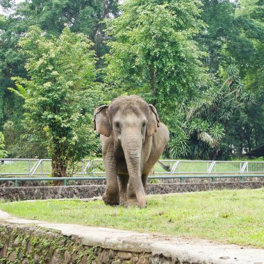 Bir fil bereketli, yeşil bir hayvanat bahçesinde zarif bir şekilde yürür. Doğanın görkemli yaratıklarının güzelliğini ve sükunetini gösterir..