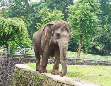 Jakarta, Endonezya - 30 Aralık 2024: Bir fil, yeşillik içinde görkemli varlığını sergiliyor ve uzaktaki izleyicileri büyülüyor..