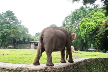Jakarta, Endonezya - 30 Aralık 2024: Bir fil bereketli bir hayvanat bahçesinin çevresini çevreleyen ve sakin bir yaban hayatı deneyimi yaşayan ziyaretçilerle zarif bir şekilde geziniyor..