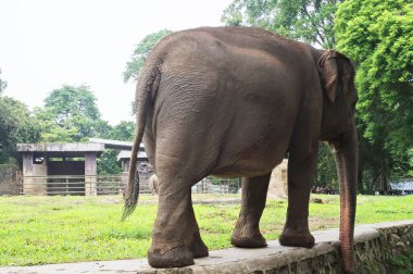 Bir fil, bereketli yeşilliklerle çevrili doğal hayatının güzelliğini ve ihtişamını somutlaştıran doğal ortamının kenarında zarifçe yürür..