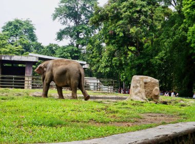 Jakarta, Endonezya - 30 Aralık 2024: Bereketli yeşilliklerle çevrili bir fil, doğal ve vahşi yaşamı koruma çabalarını huzur içinde sürdürüyor.