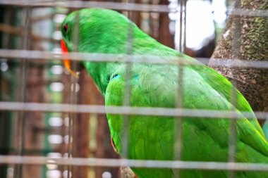 Canlı yeşil bir papağan kafesinin içine bakar. Renkli tüyleri, doğal yaşam ortamı ile kusursuz bir şekilde harmanlanır..