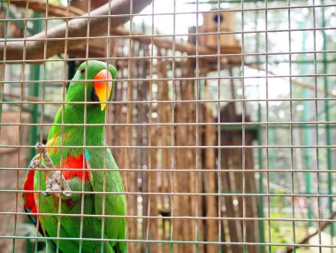 Turuncu gagalı canlı yeşil bir papağan bir kafesin arkasında oturmuş vahşi yaşam sığınağında güzelliğini ve canlı renklerini sergiliyor..