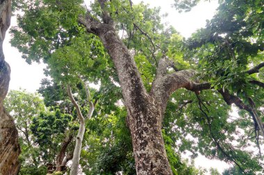 Engebeli bir gövdesi ve canlı yeşil yaprakları olan, gür bir ormanın ortasında görkemli bir şekilde duran, doğanın ham güzelliğini gözler önüne seren yüksek bir ağaç..