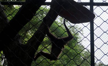 Çitin arkasında sallanan bir primatın silueti, yemyeşil doğal yaşam ortamında tutsaklığa karşı vahşi özgürlüğün zıtlığını vurgular..