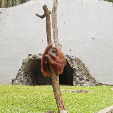 Sakin bir orangutan, sakin bir hayvanat bahçesindeki bir ağaç gövdesine tutunur, dinginlik yayar ve esaret altındaki doğal içgüdülerine bağlanır..