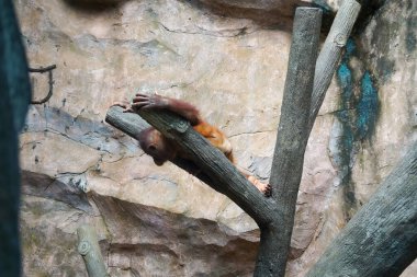 Tapılası genç bir orangutan, yemyeşil bir arka planda doğal çevikliğini ve şakacı merakını sergileyerek bir dala tutunur..