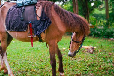 Taze yeşil çimlerde otlayan at gibi sakin bir an, yemyeşil doğa, somut sadelik ve sakinlik ile çevrili..