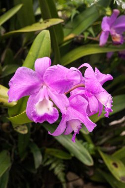 A delicate purple orchid in full bloom, radiating elegance and beauty amidst lush green leaves, capturing the essence of tropical nature. clipart