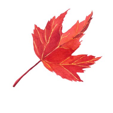 Suluboya el yapımı yaprak. Sonbahar yaprağı. Sonbahar, sonbahar, şükran günü, tatil. Davetiye kartı, tebrik kartı ve kartpostal için harika bir kompozisyon. 