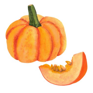 Suluboya el yapımı balkabağı. Sonbahar kompozisyonu, balkabağı ve bir dilim balkabağı. Sonbahar, sonbahar, şükran günü, tatil. Davetiye kartı, tebrik kartı ve kartpostal için harika bir kompozisyon. 