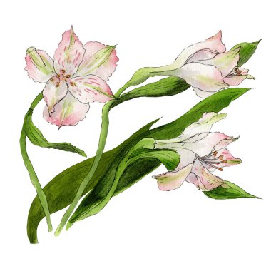 Astromelia 'nın beyaz arka planda izole edilmiş suluboya çizimi. Yüksek kalite fotoğraf