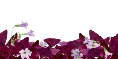 Canlı Oxalis Triangularis 'in suluboya çerçeve çizimi beyaz arka planda izole edilmiştir. El boyası suluboya Mor Yonca 