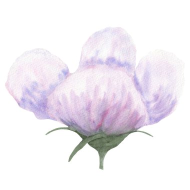 Beyaz leylak çiçekli suluboya illüstrasyon. El çizimi eskizi, doğum günü, düğün kartı, davetiye, tebrik kartı, poster, afiş veya kumaş desenleri için beyaz arkaplanda izole edilmiş.