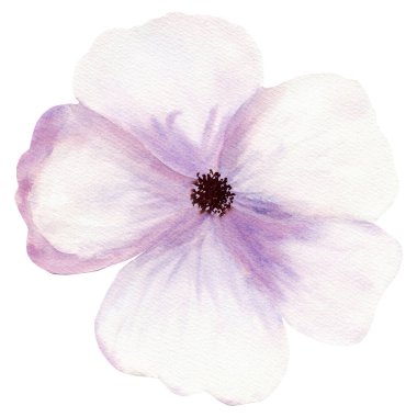 Beyaz leylak çiçekli suluboya illüstrasyon. El çizimi eskizi, doğum günü, düğün kartı, davetiye, tebrik kartı, poster, afiş veya kumaş desenleri için beyaz arkaplanda izole edilmiş.