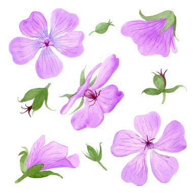 Açık mor sardunya çiçekleri ve suluboya tomurcukları. El çizimi, davetiye, doğum günü, evlilik ya da yıldönümü kartları için beyaz arkaplanda izole edilmiş, botanik poster.