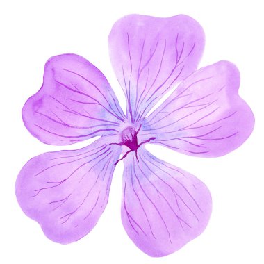 Suluboya ile açık mor sardunya maculatum büyük çiçek. El çizimi, davetiye, doğum günü, düğün veya yıldönümü kartları, poster, taşıma, tişört baskısı için beyaz arkaplanda izole edilmiş.