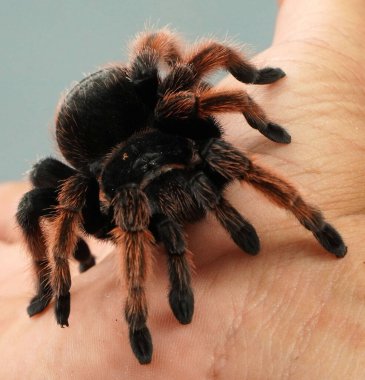 Büyük Örümcek Tarantula evcil hayvan olarak