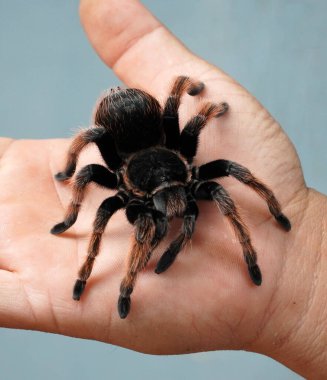 Büyük Örümcek Tarantula evcil hayvan olarak