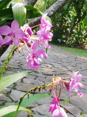 Güzel pembe orkideler Bahçede çiçekler