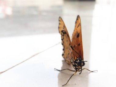 Beyaz arka planda kelebek