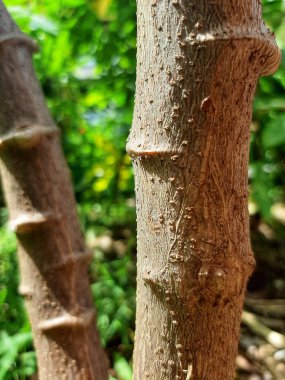 Cassava ağacı gövdesi bahçede.