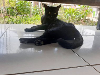 Yerde yatan kara kedi