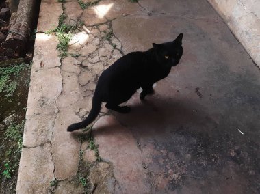 Sarı gözlü kara kedi.