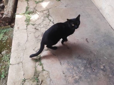 Kara sokak kedisi yerde