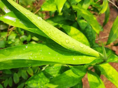 Su damlacıkları, bitki örtüsü ve doğa olan yeşil çimenler.