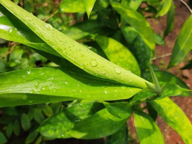 Yeşil yapraklar, su damlacıkları, bitki örtüsü ve yapraklar.