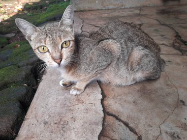 Kedi yerde oturuyor.