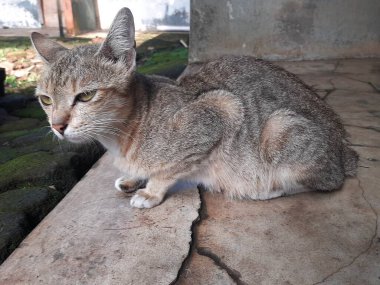 Bahçedeki sokak kedisi