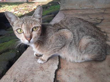 Bahçede sevimli bir kedi