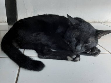 Kara kedi yerde uyuyor.