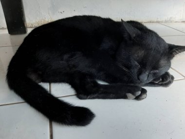 Kara kedi yerde uyuyor.