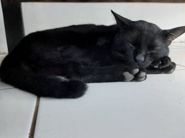 Kara kedi yerde yatıyor.