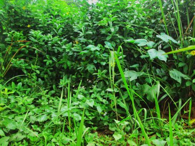 Ormanda yeşil yapraklar