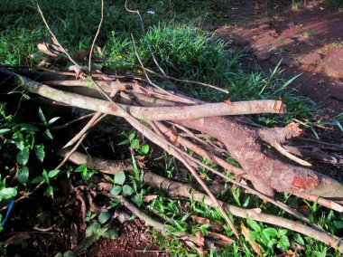 Ağaca yakın çekim.